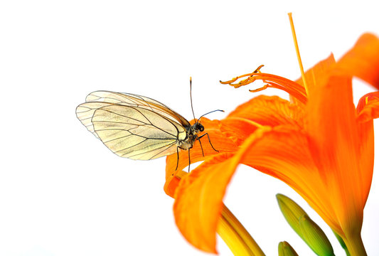 Orange lily and perched butterfly