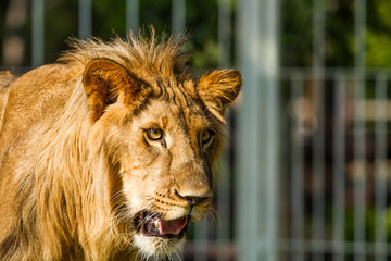 Young lion in chiangmai nightsafari chiangmai Thailand