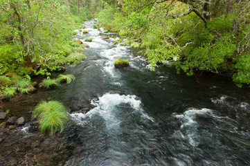 Obraz premium Stream flow over rocks in a beautiful forest