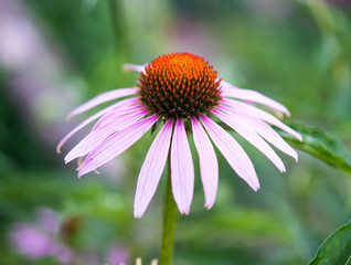 Echinacea flower