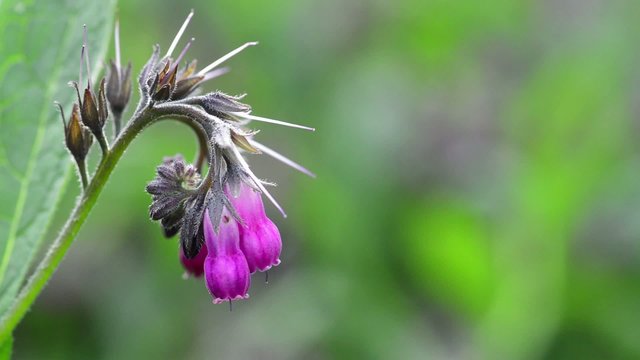 Close-up of pink flower in garden - comfrey.