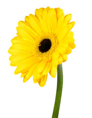 Yellow Gerbera Flower with Green Stem Isolated
