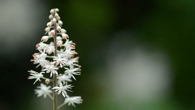 Close up of Tiarella cordifolia (foam flower)
