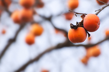 Persimmons