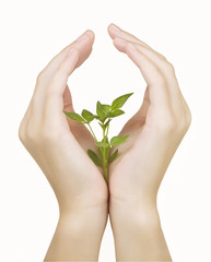 Hand and plant isolated on white background