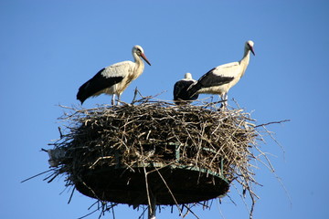 Störche im Nest