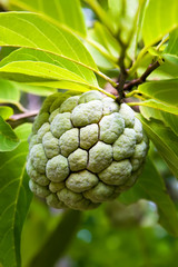 Sugar apple