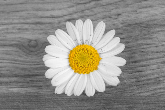 Margaritenbl&uuml;te auf Holz