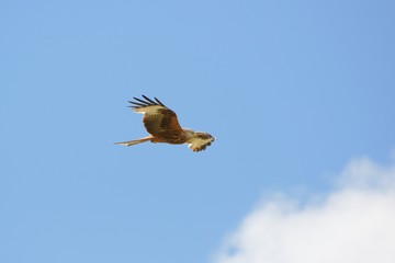 Gleitflug