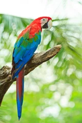 Rolgordijnen Ara papegaai © Photo Gallery