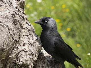 Crow on a Tree, Western Jackdaw