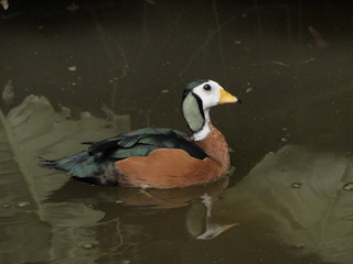 Small Goose