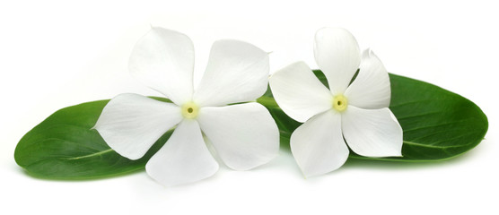 Medicinal Nayantara with leaves