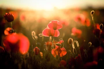 Zelfklevend Fotobehang Vivid poppy field © Melinda Nagy