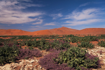 views of the vegetation in the desert