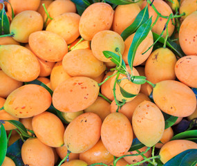 Maprang Marian Plum or Plum Mango of Thailand