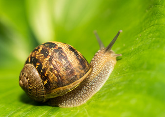 Close-up of a Snail on a green Leaf
