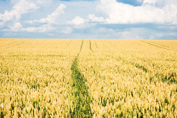 Field of wheat