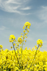 rape field