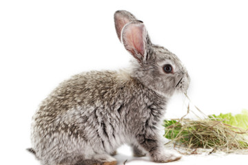 Gray rabbit