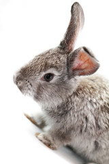 Gray rabbit
