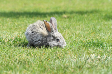 Gray rabbit
