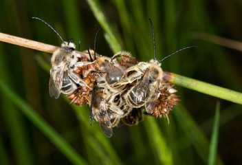 Eucera longicornis bees on reed