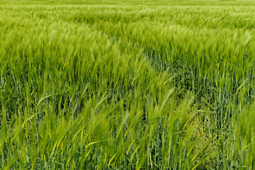 Green wheat