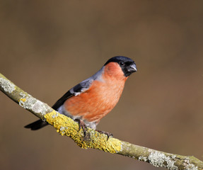 Bullfinch, Pyrrhula pyrrhula