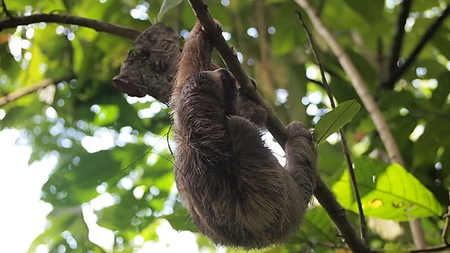 Young Three-toed sloth scratching itself