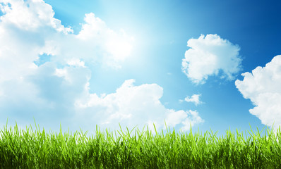 Obraz na płótnie Canvas grass at sunny day
