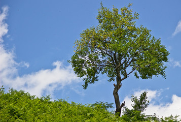 tree