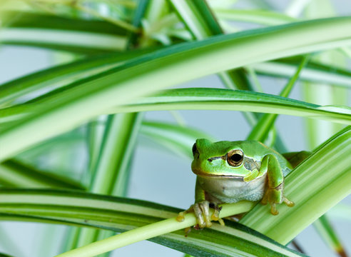 Little green frog