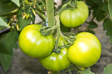 tomato (love aple)