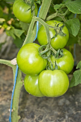 tomato (love aple)
