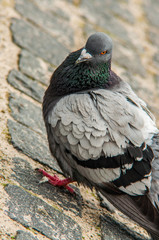 urban pigeon eating bread scattered with tourists