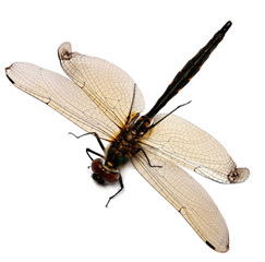 dragonfly isolated on a white background. Sympetrum danae