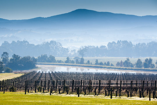 Foggy Yarra Valley During Winter
