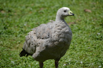 Cape Barren Goose (Cereopsis novaehollandiae)