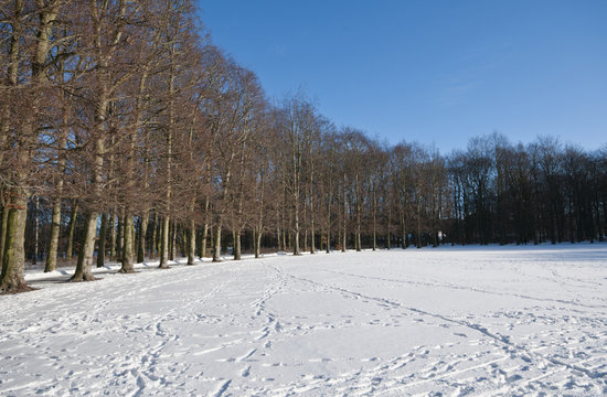 Fototapeta The winter park