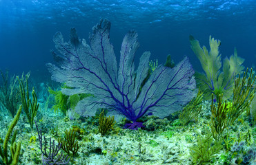 beautiful purple sea fan on a coral reef in the Bahamas