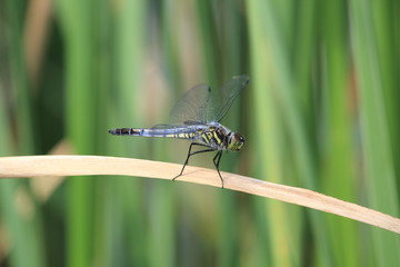 葉にとまるトンボ