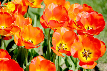 Garden tulips, garden floral design, decoration flowers