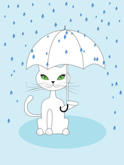 Cat under rain