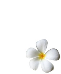 Fototapeta na wymiar leelawadee flower isolated