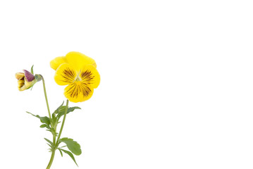 Obraz premium Stiefmütterchen