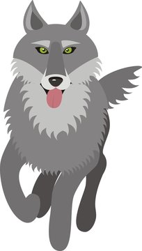 wolf, vector picture, front view, isolated on white background