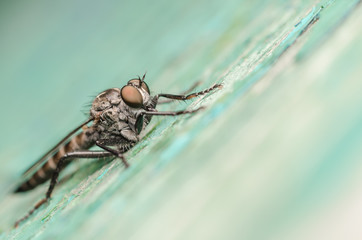 Robber Fly Macro