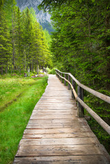 Obraz premium passeggiata tra i boschi