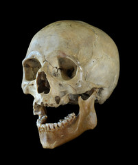Human skull.